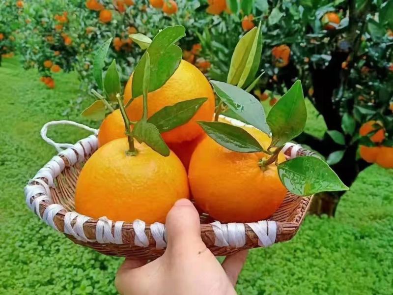 精品伦晚橙