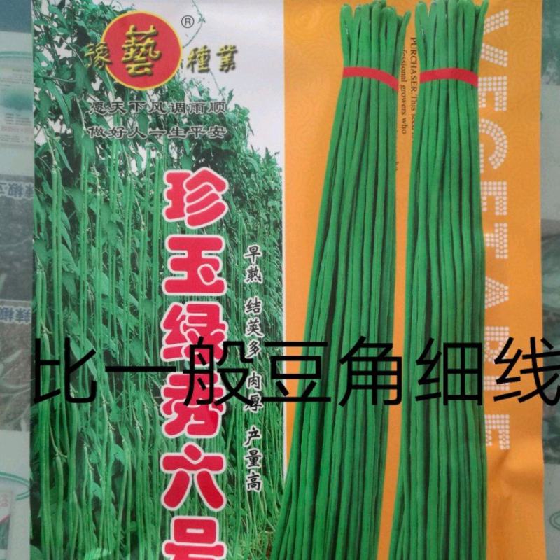 豆角种珍玉绿秀六号豆角种质嫩深绿色不易鼓粒产4000公斤