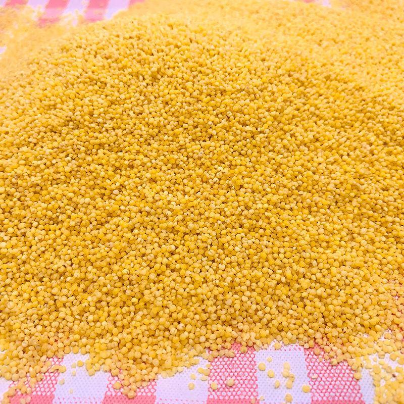 自家种2021年新米山东辉渠小米食物黄小米农家月子小米包