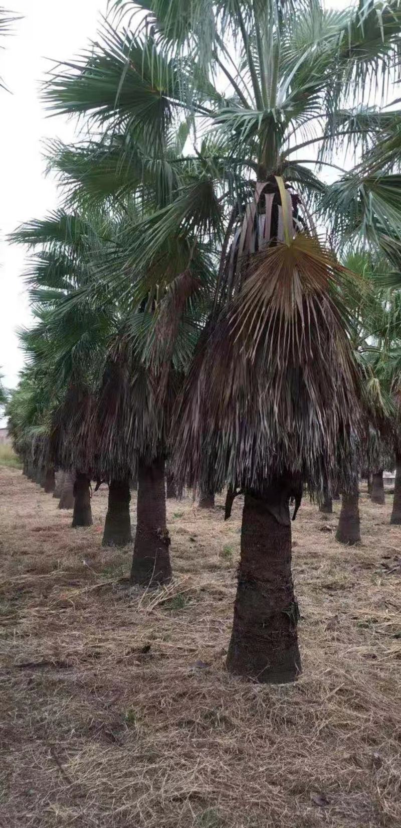 华棕福建漳州老人葵农户直销价供应大小规格袋苗地苗