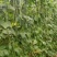 豆角种珍玉绿秀六号豆角种质嫩深绿色不易鼓粒产4000公斤