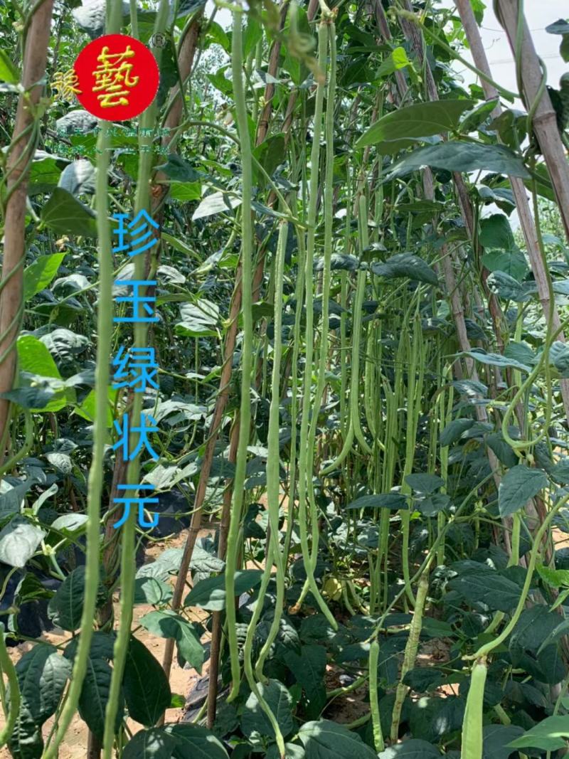 豆角种珍玉绿秀六号豆角种质嫩深绿色不易鼓粒产4000公斤