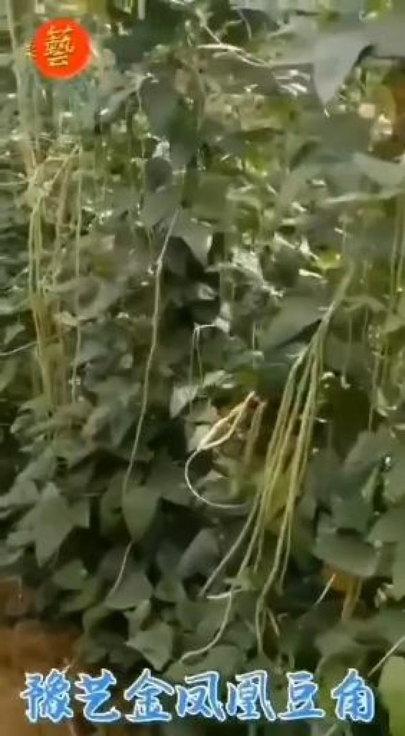 豆角种珍玉绿秀六号豆角种质嫩深绿色不易鼓粒产4000公斤
