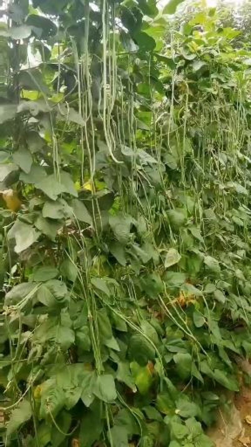豆角种珍玉绿秀六号豆角种质嫩深绿色不易鼓粒产4000公斤