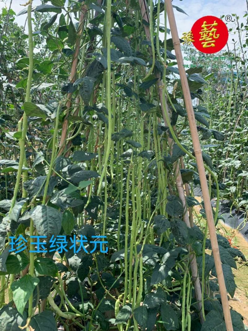 豆角种珍玉绿秀六号豆角种质嫩深绿色不易鼓粒产4000公斤
