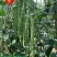豆角种珍玉绿秀六号豆角种质嫩深绿色不易鼓粒产4000公斤