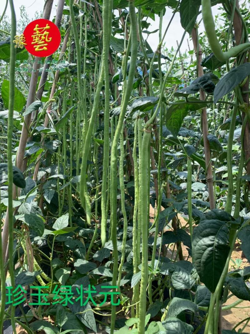 豆角种珍玉绿秀六号豆角种质嫩深绿色不易鼓粒产4000公斤