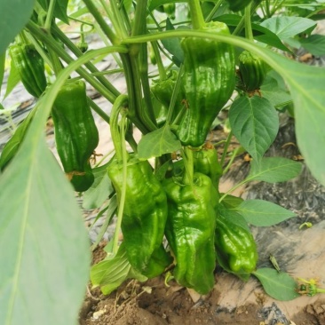 苏椒薄皮，二荆条陆续上市中