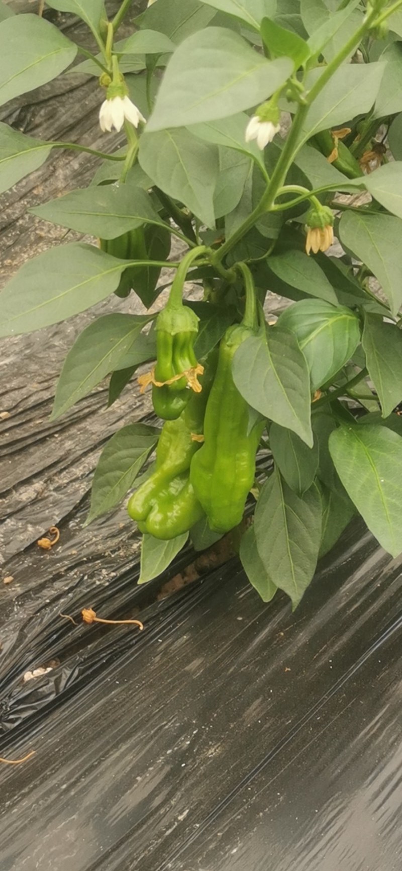 苏椒薄皮，二荆条陆续上市中