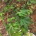 广西省来宾市金秀金秀县大瑶山甜茶