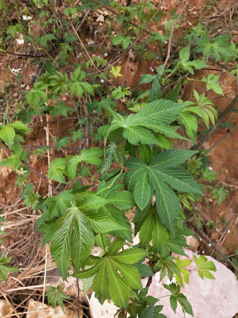 广西省来宾市金秀金秀县大瑶山甜茶