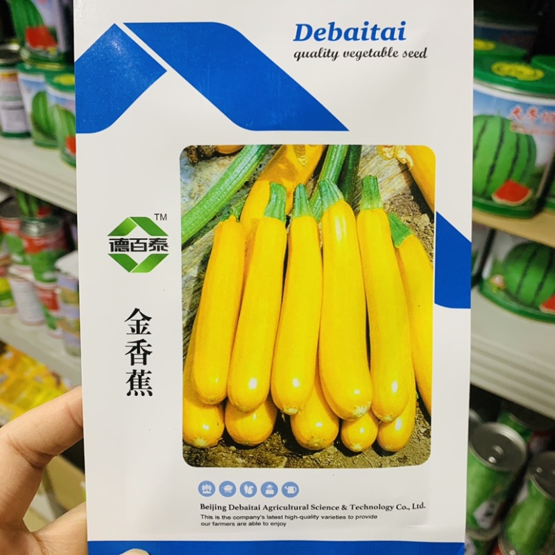 金香蕉西葫芦种子短蔓矮生型西葫芦瓜种子皮色金黄可生食