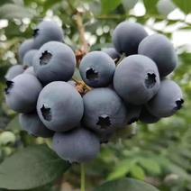 【】蓝莓山东暖棚蓝莓一件基地直发全国批发水果店超市
