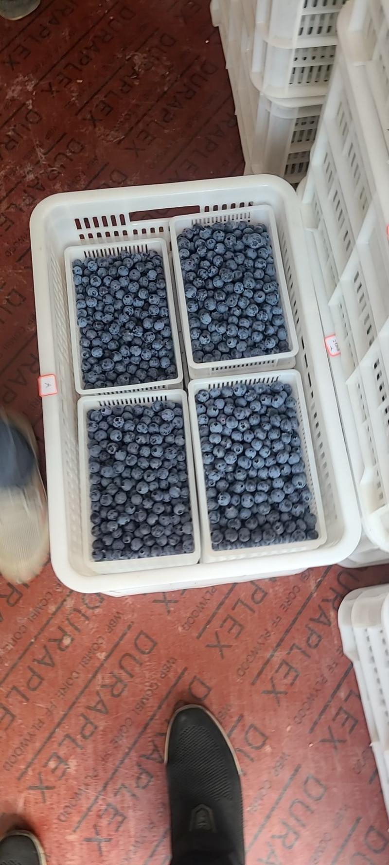【包邮】蓝莓山东暖棚蓝莓一件代发基地直发全国批发水果店超市