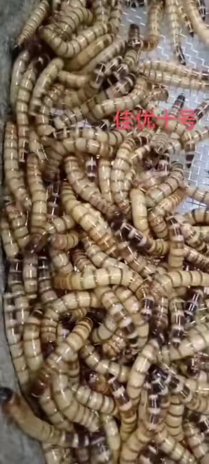 蛋白虫，金耳
