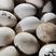 河北精品大鹅蛋产地直发质量保证全国发货欢迎联系