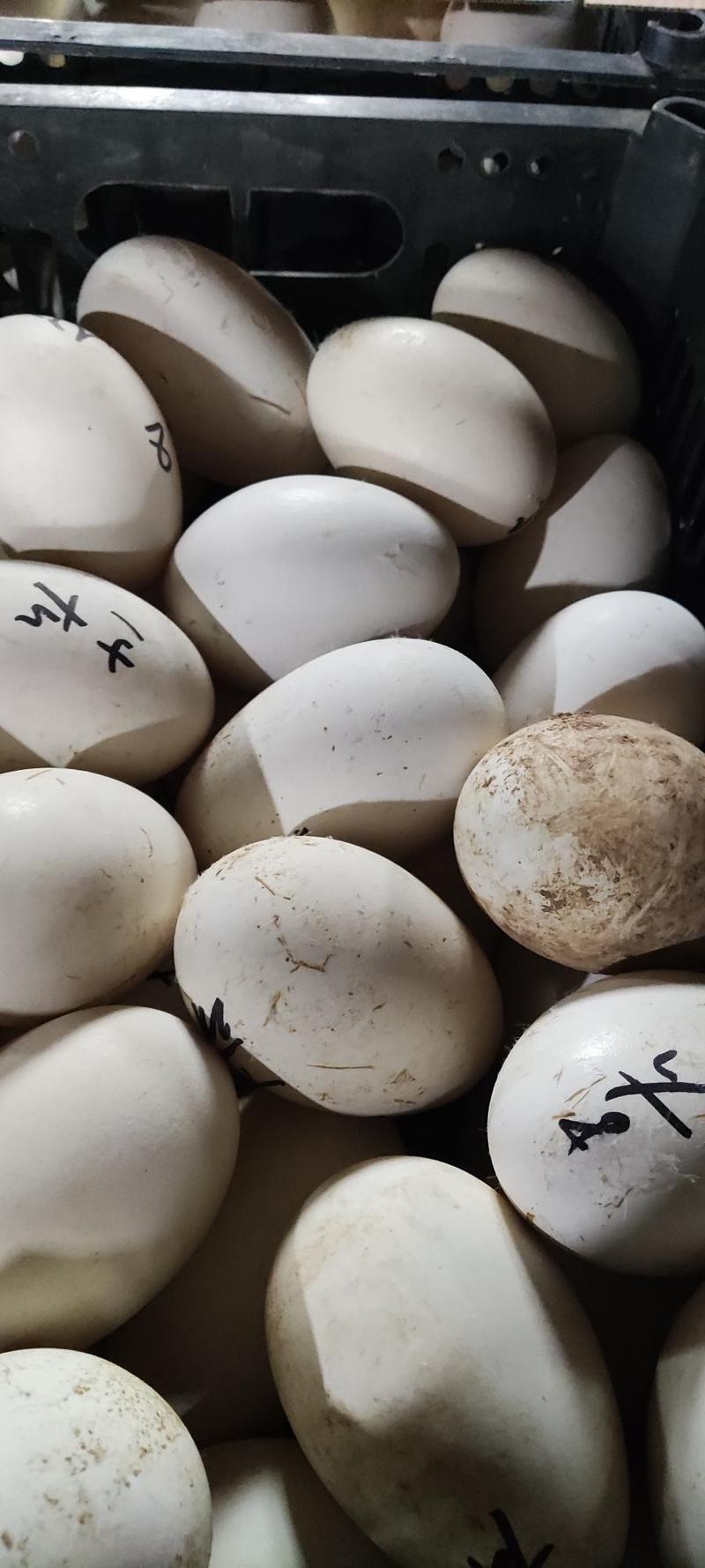 河北精品大鹅蛋产地直发质量保证全国发货欢迎联系