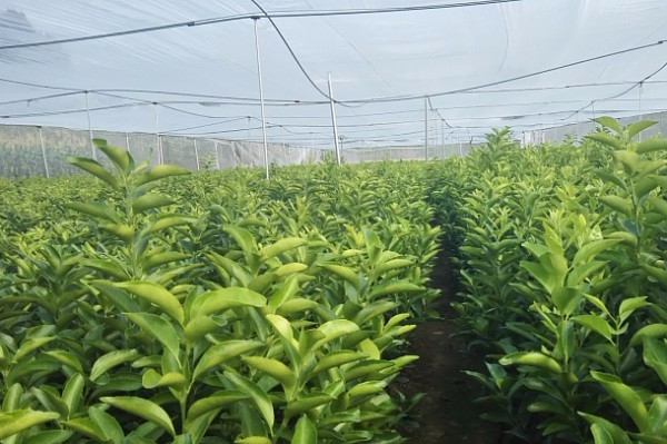 春见柑橘标准化育苗基地实景图