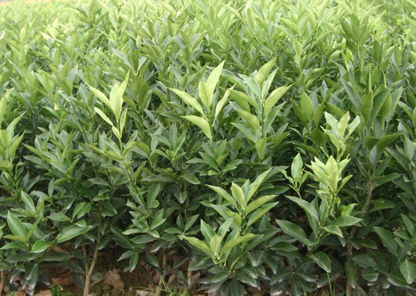 雁江区柑桔果园航拍图