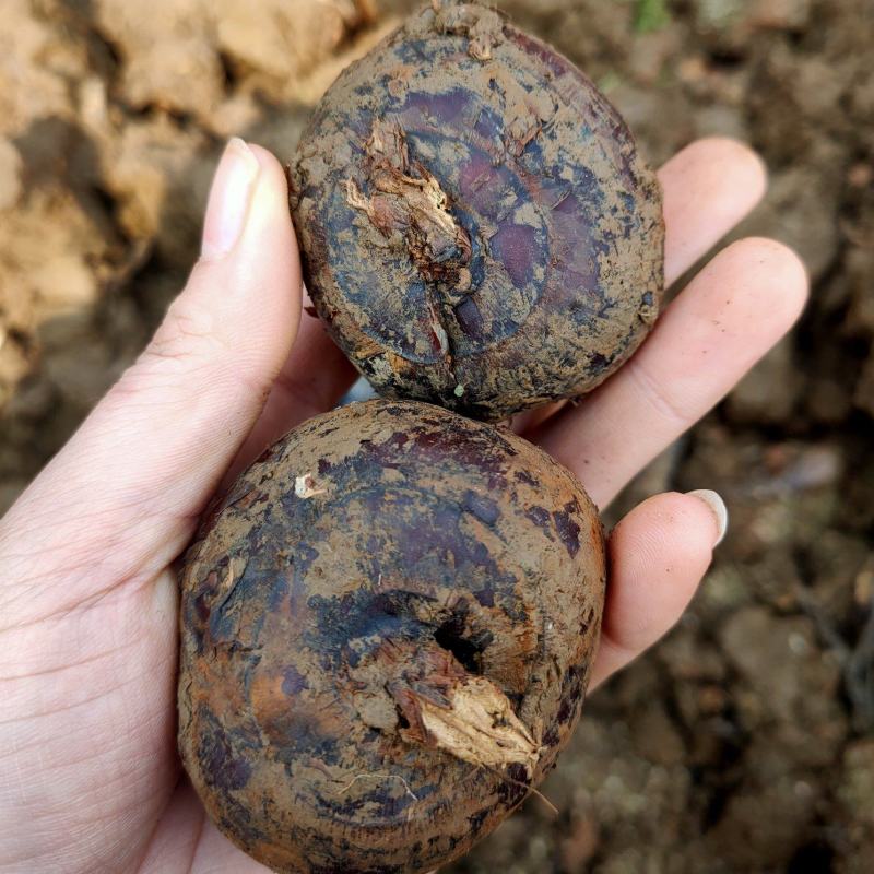 云南精品马蹄广西品种个头大口感甜场地直销大量供应农户现挖