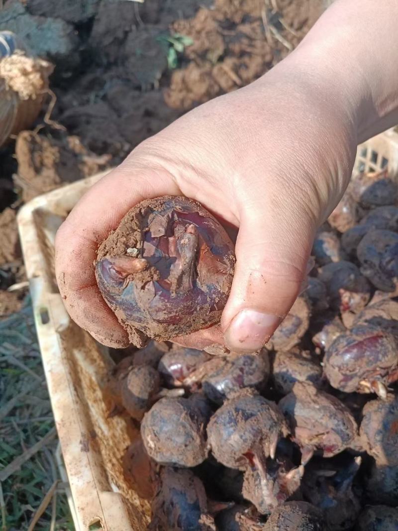 云南精品马蹄广西品种个头大口感甜场地直销大量供应农户现挖