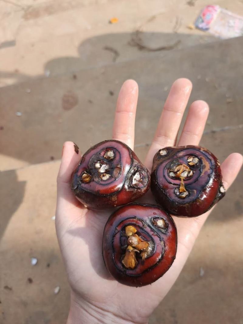 云南精品马蹄广西品种个头大口感甜场地直销大量供应农户现挖