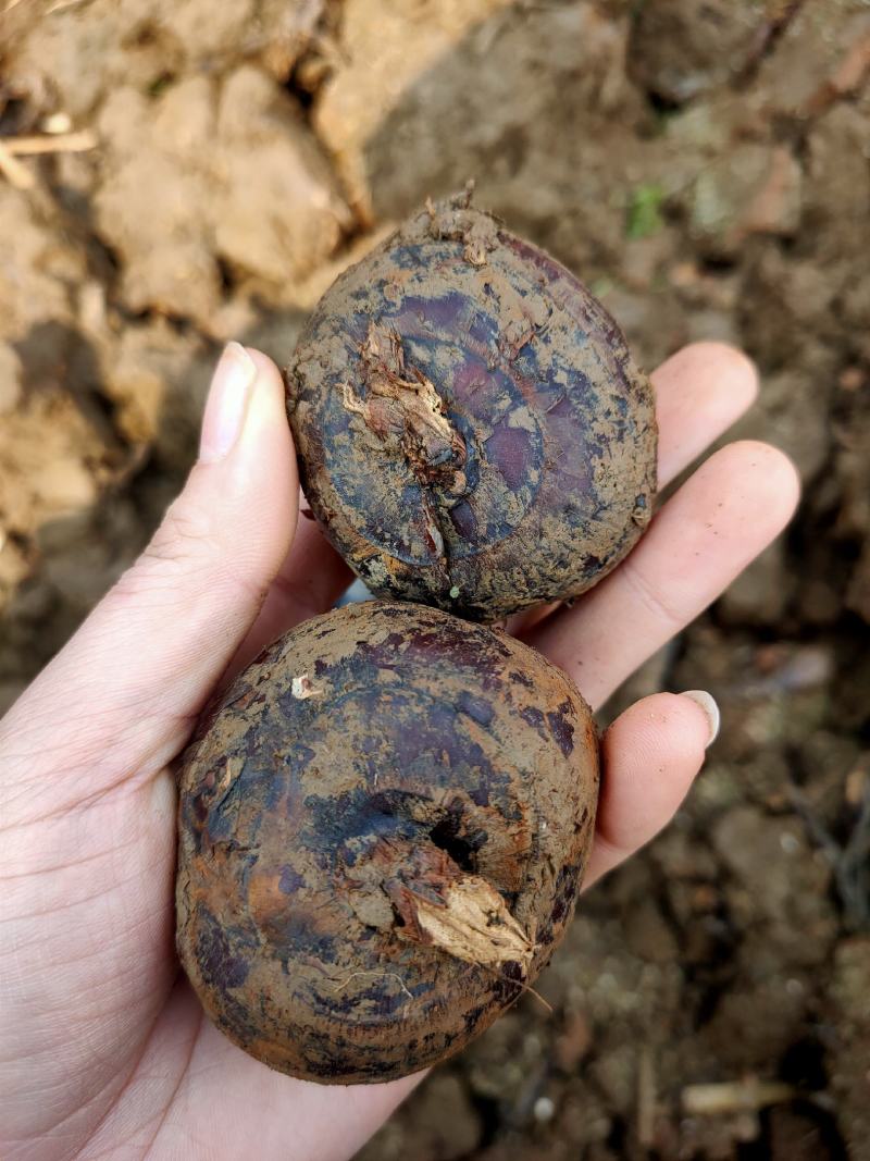 云南精品马蹄广西品种个头大口感甜场地直销大量供应农户现挖