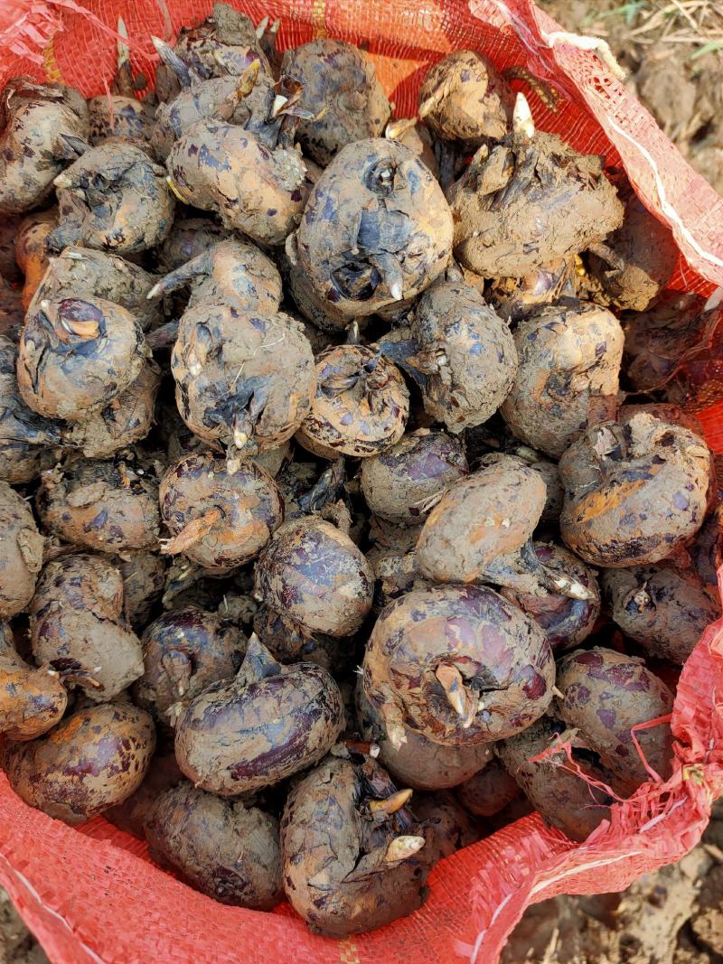 云南精品马蹄广西品种个头大口感甜场地直销大量供应农户现挖