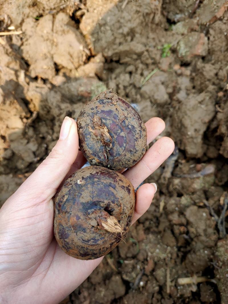 云南精品马蹄广西品种个头大口感甜场地直销大量供应农户现挖