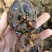 云南精品马蹄广西品种个头大口感甜场地直销大量供应农户现挖