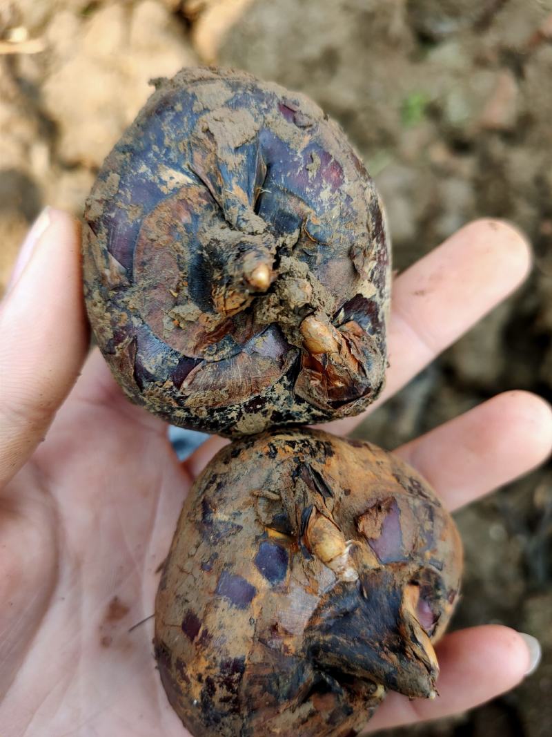 云南精品马蹄广西品种个头大口感甜场地直销大量供应农户现挖