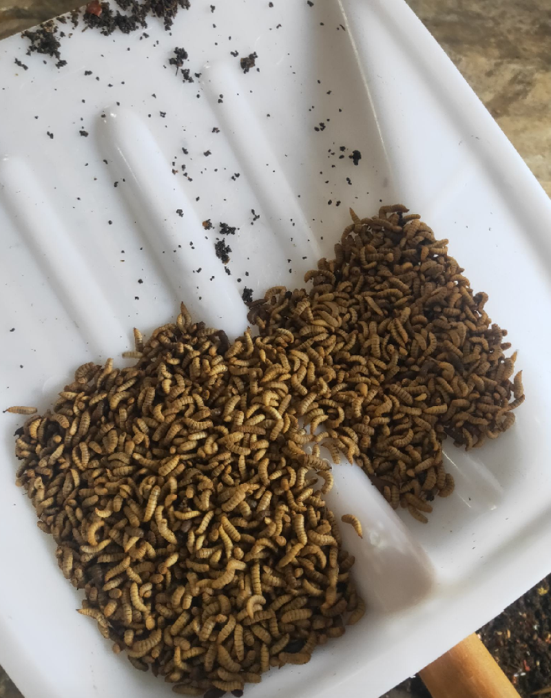 烘干蛆干，微波蛆干，冷冻蛆，黑水牤