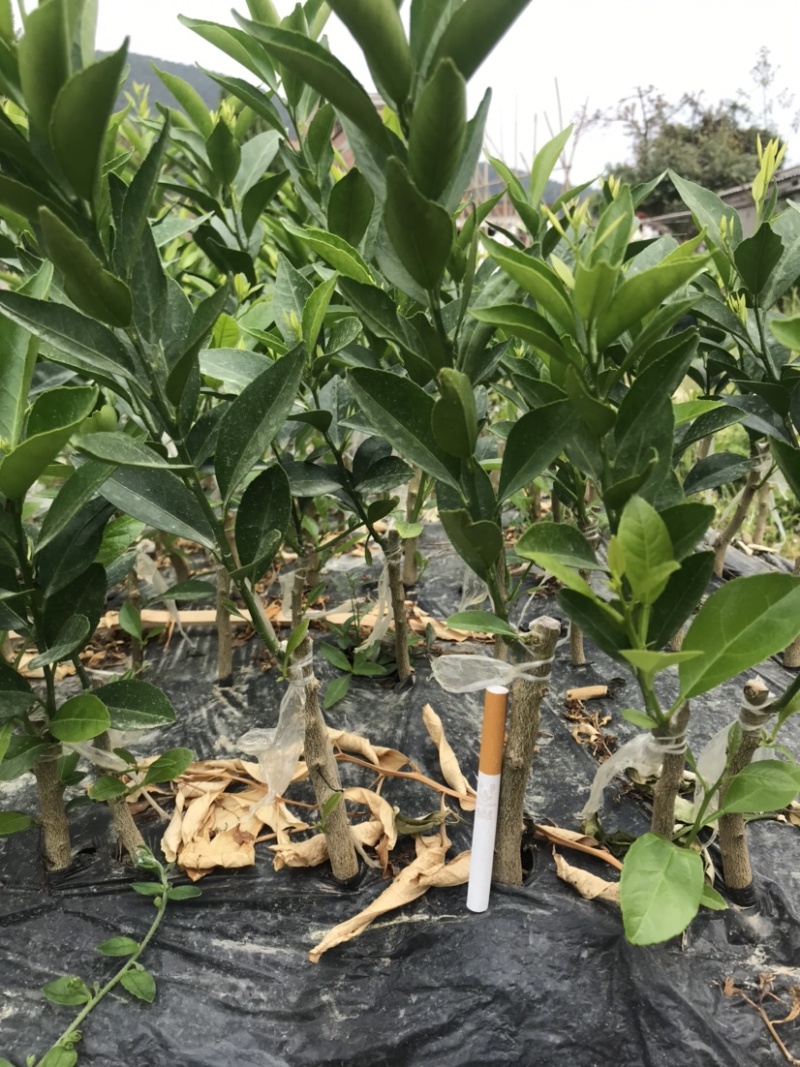 红柠檬头嫁接新会柑苗小青柑苗陈皮柑苗剥皮柑苗