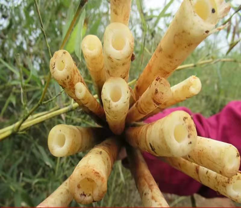 潭柘寺金镶玉竹采摘与加工现场