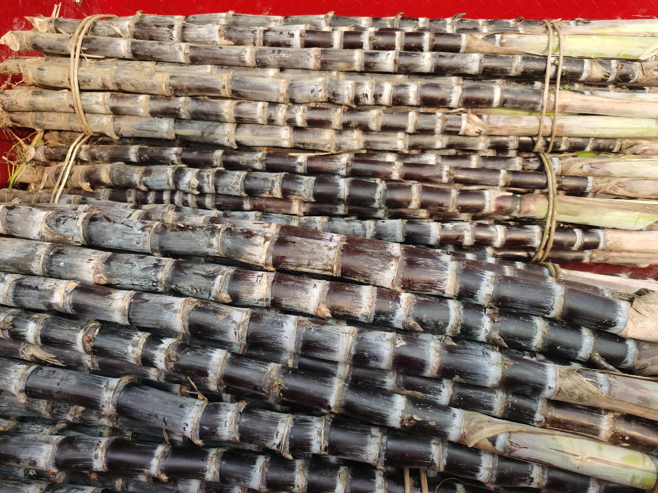 甘蔗黑穗病病株特写