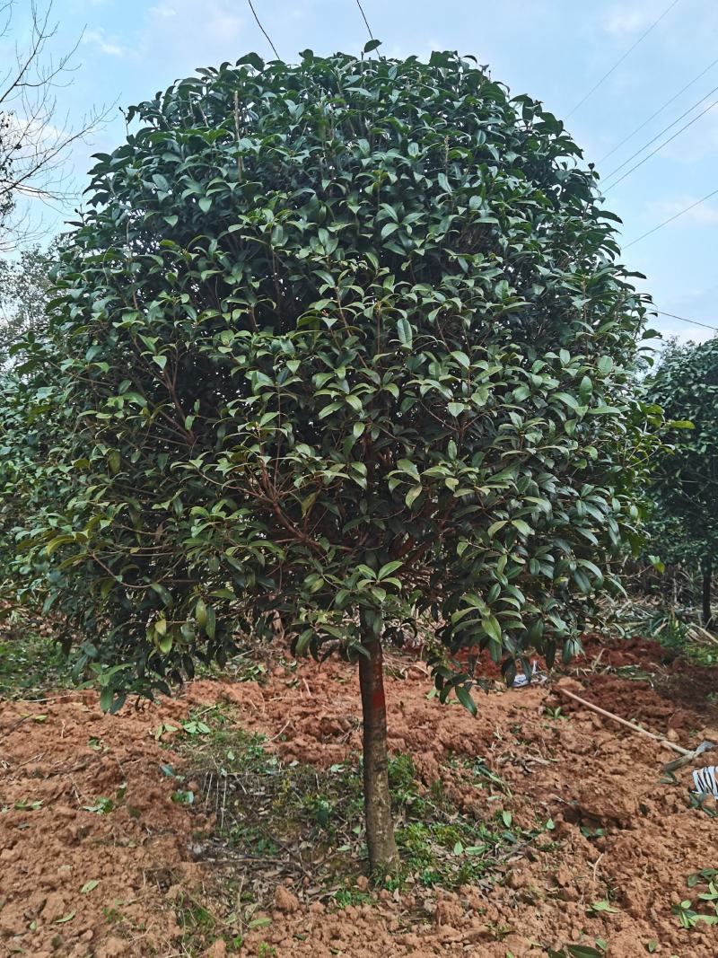 桂花苗，桂花树，丛生桂花等等，各种规格齐全。