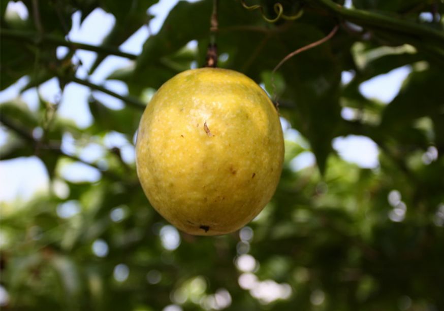 展示一个成熟的黄金百香果,果皮呈金黄色,切开后露出内部多籽的果肉,背景为热带果园环境 黄金百香果果实特写
