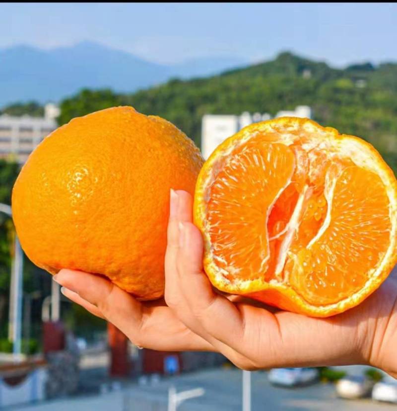 四川春见耙耙柑皮薄多汁个大味甜货源充足产地直发