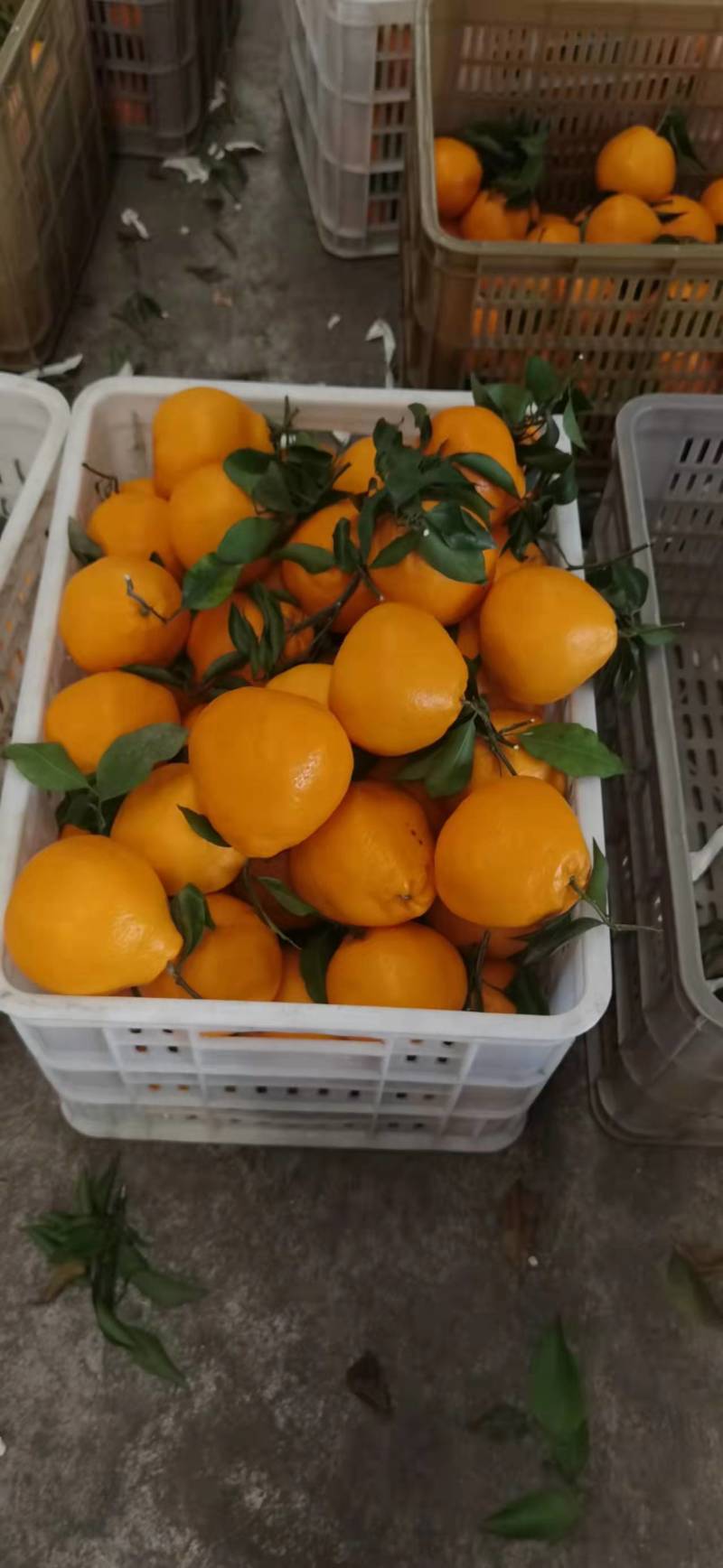 四川春见耙耙柑皮薄多汁个大味甜货源充足产地直发