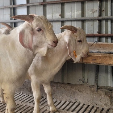 白山羊，种公羊，全国发货