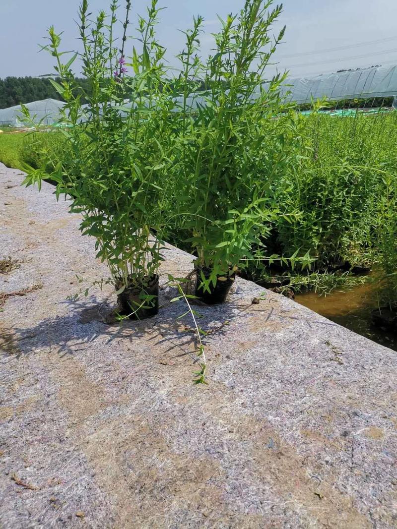 河北艺荷水生出售千屈菜裸根苗，河道公园绿化工程用苗