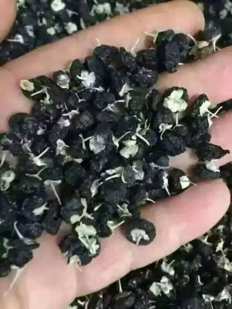 特此推荐瓜州精品黑枸杞，一手货源农户，可代办形式