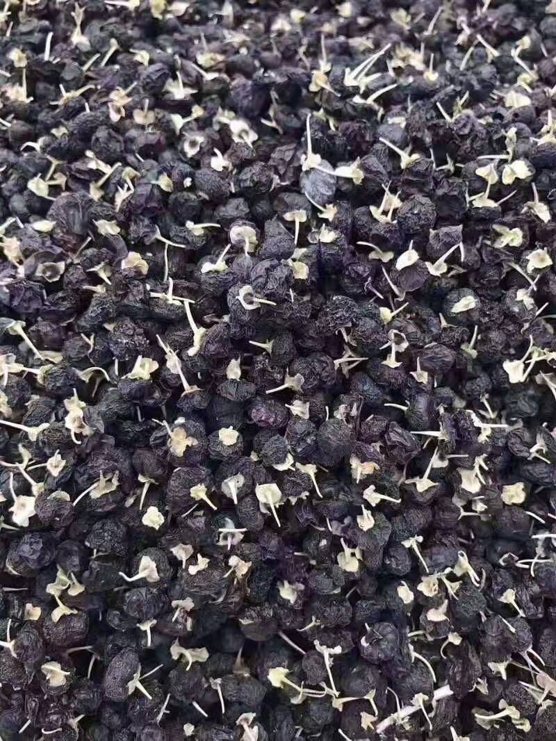 特此推荐瓜州精品黑枸杞，一手货源农户，可代办形式