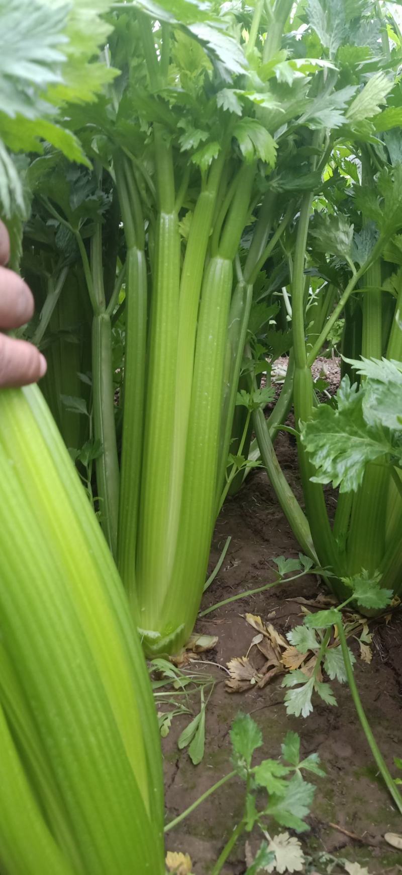【西芹】河南精品西芹可视频看货货优价低全国发货