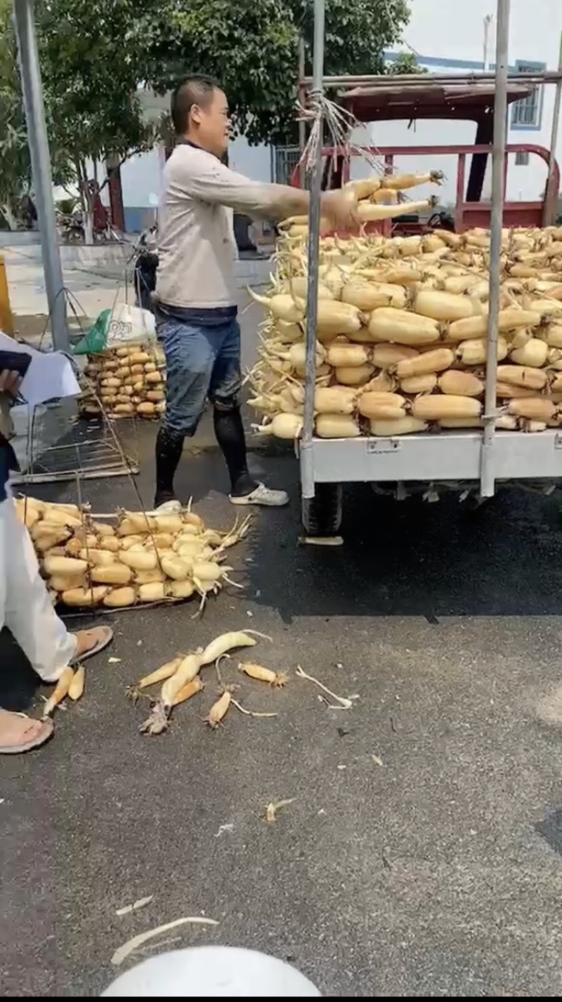 莲藕新藕嫩藕脆藕产地批发几万亩
