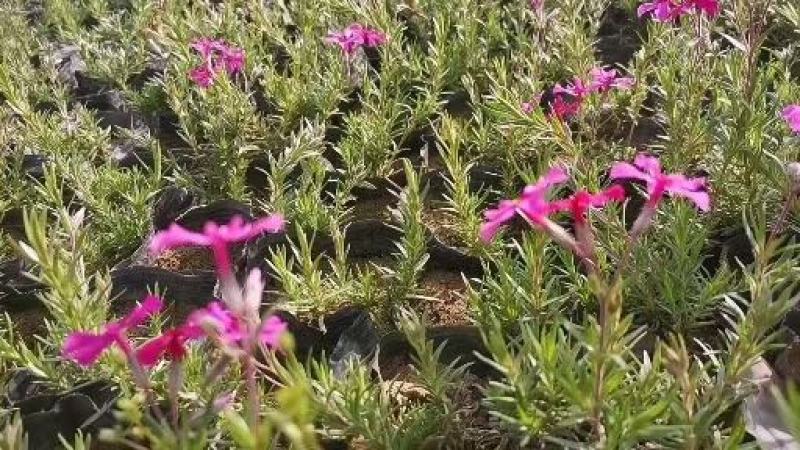 欧石竹，佛家草，樱芝各种绿化苗木花卉陕西周至县哑柏镇