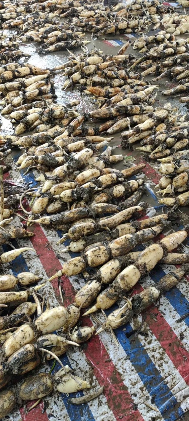 莲藕新藕嫩藕脆藕产地批发几万亩