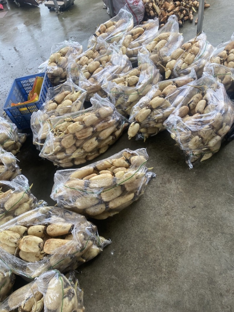 莲藕新藕嫩藕脆藕产地批发几万亩