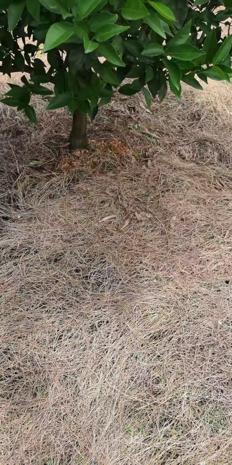 草胺磷~针对牛筋草小飞蓬死草效果好快准狠，对作物安全