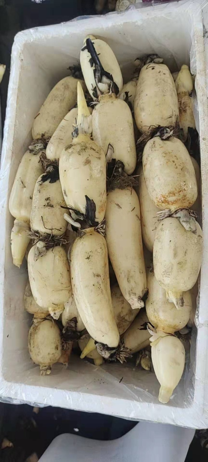 莲藕新藕嫩藕脆藕产地批发几万亩